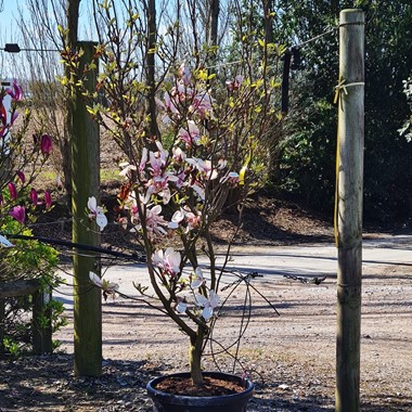 Magnolia x soulangeana (Regular 80 litre 250-300 cm Specimen)